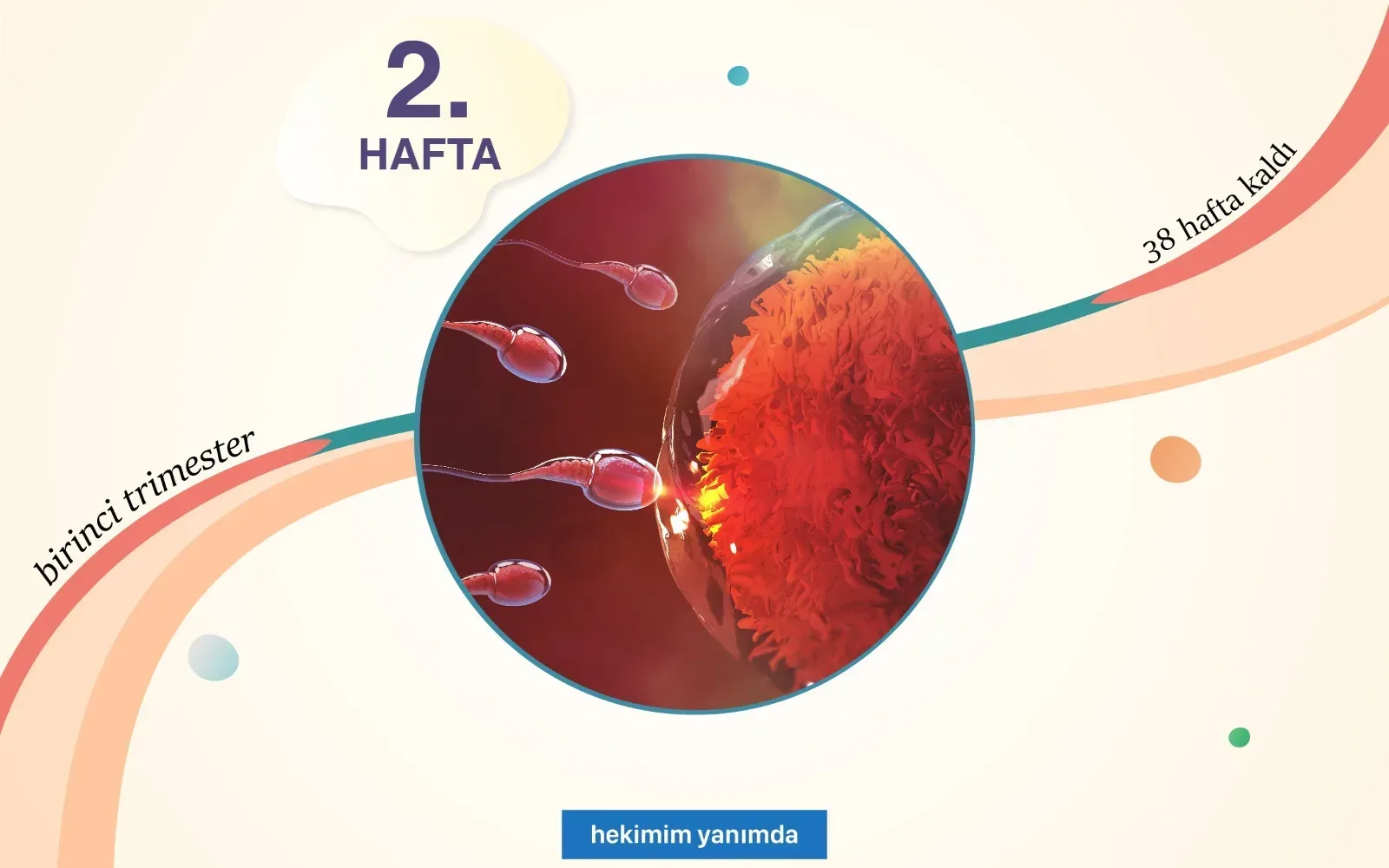 2 haftalık gebelik testte belli olur mu?