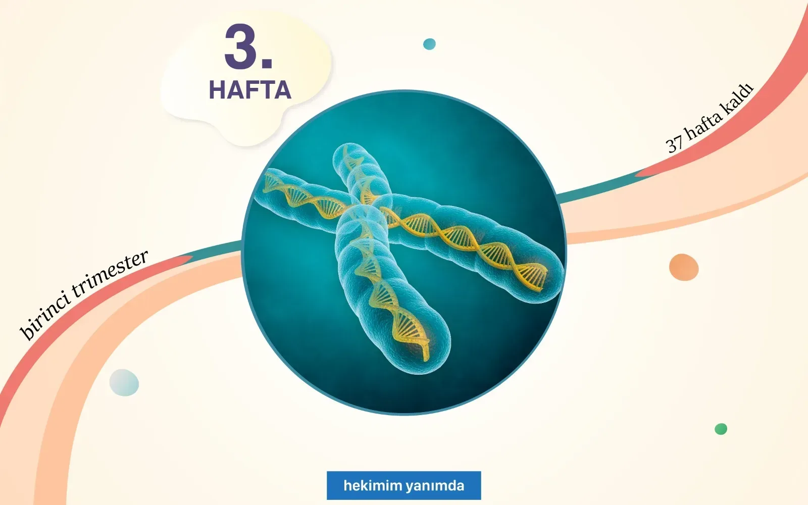 3 haftalık gebelik testte belli olur mu?